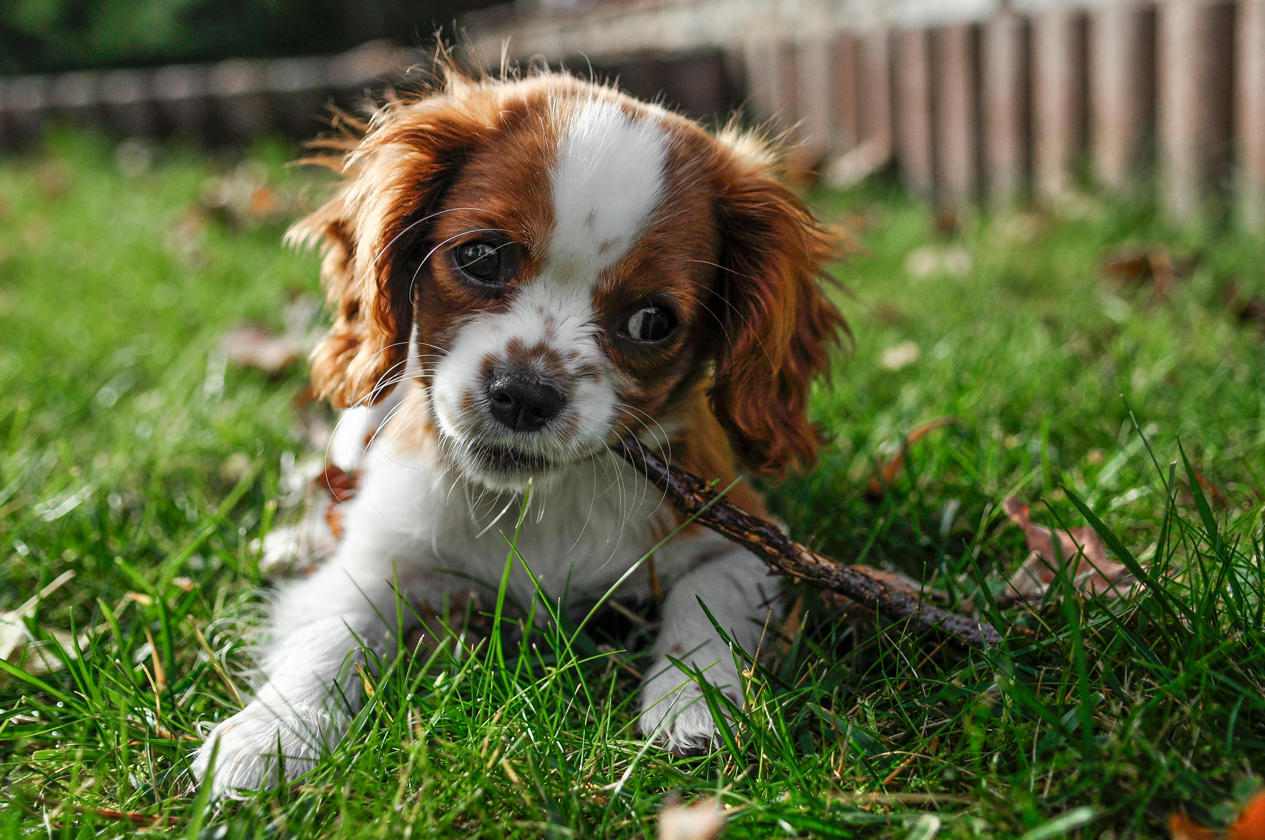 How to Choose the Best Dog Dental Chews: A Guide for Dog Owners