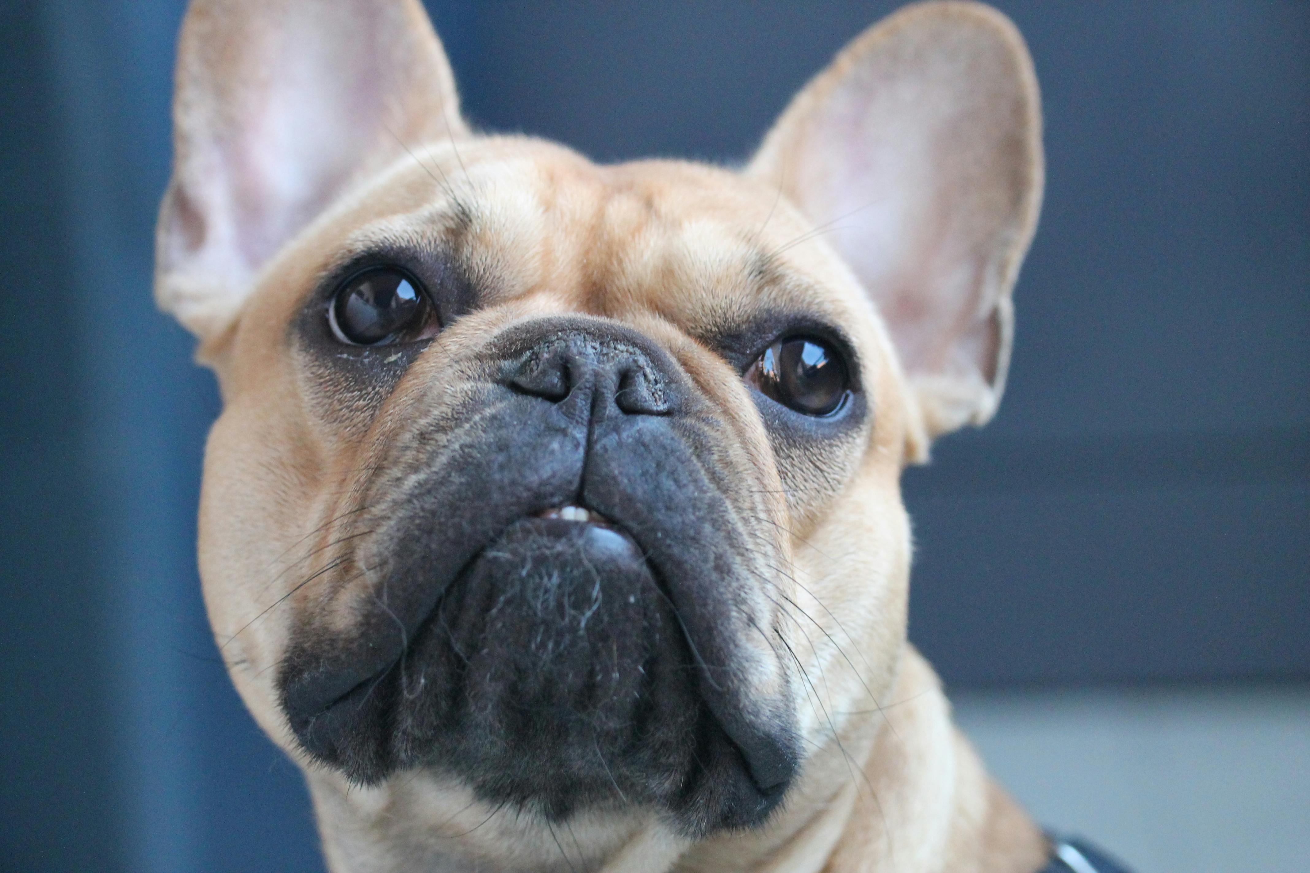 Why Does My French Bulldog Keep Throwing Up?