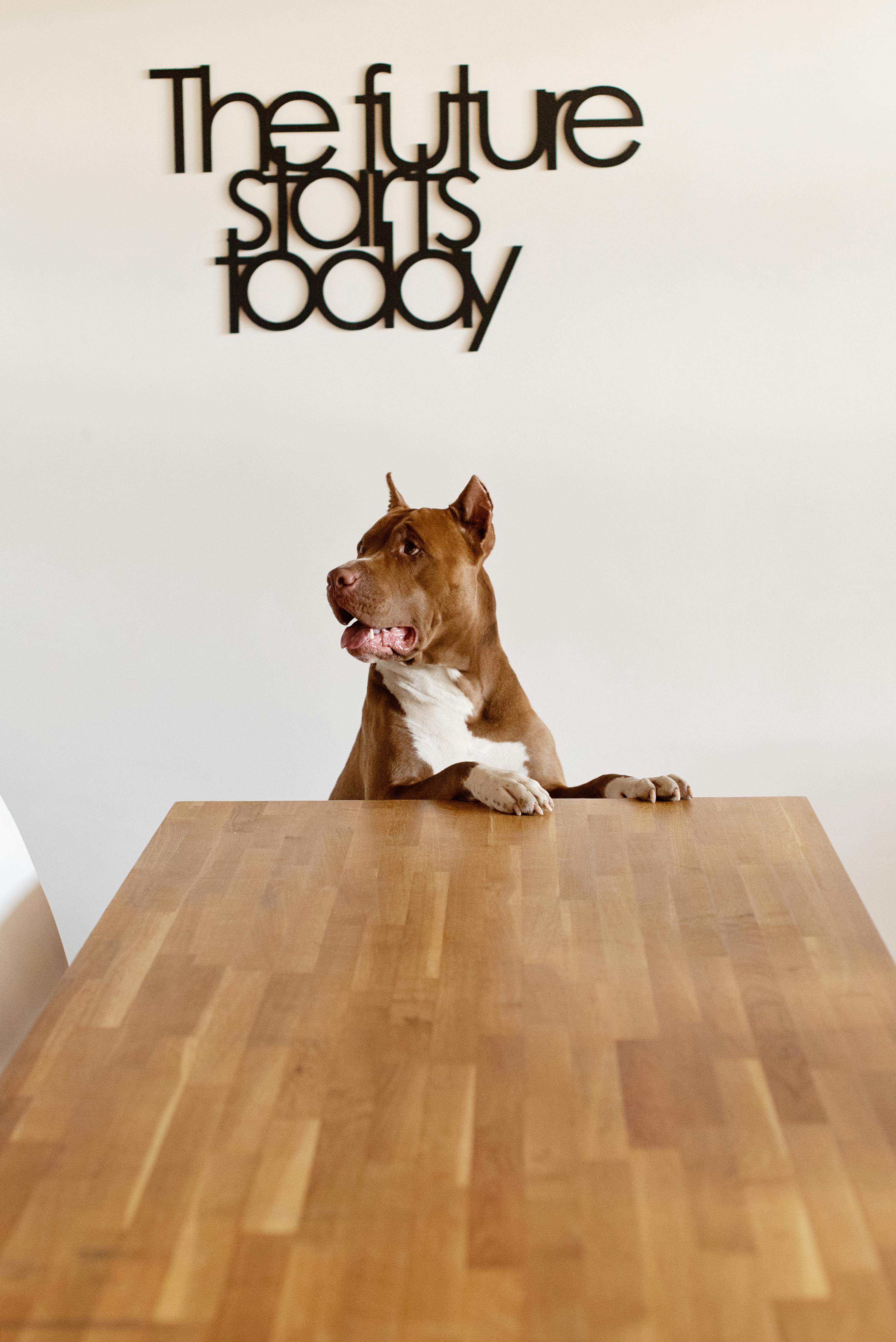 How to Dog Proof Your Home: 10 Tips for Keeping Your Dog Safe