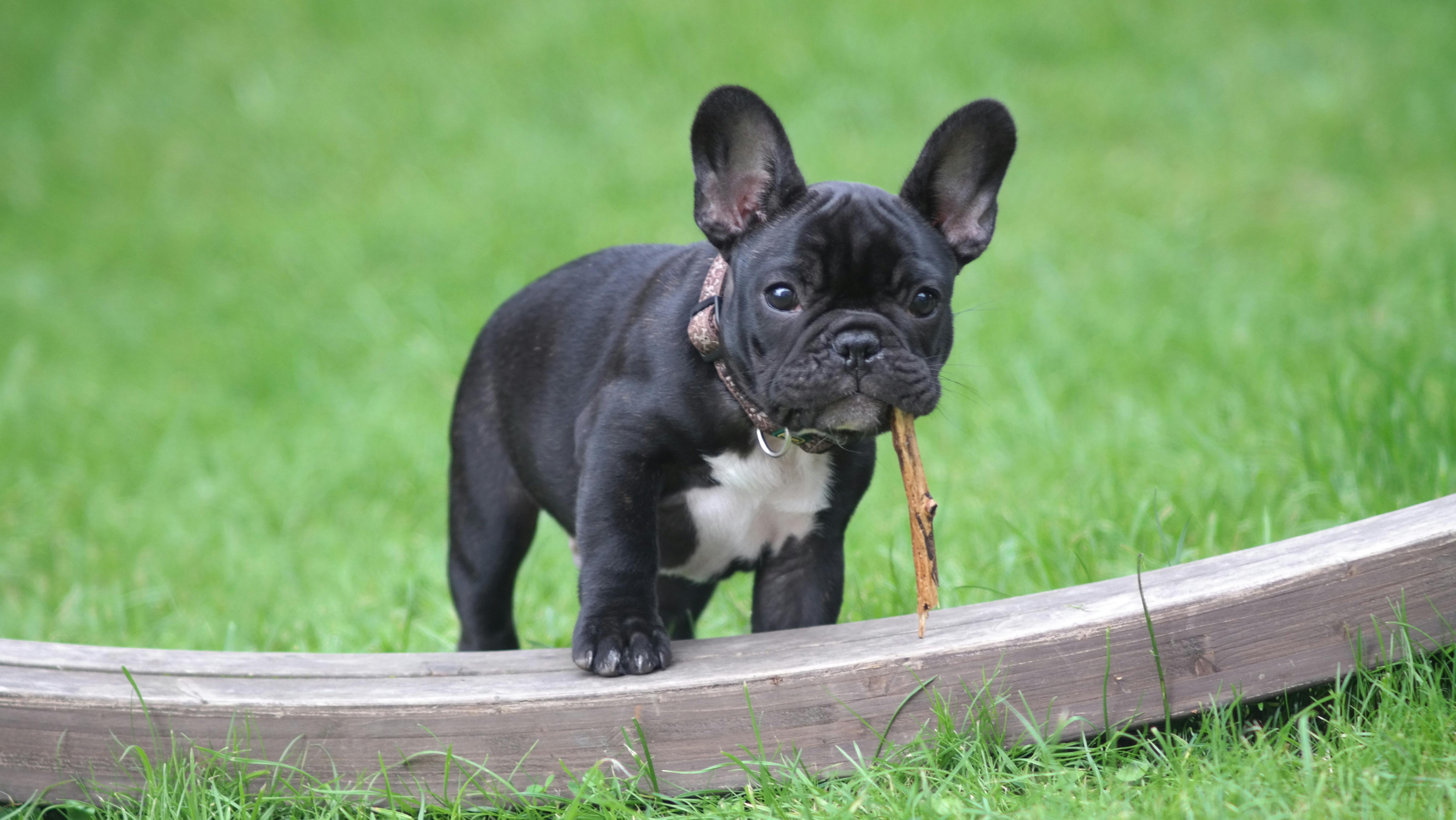 How to Feed a French Bulldog Puppy