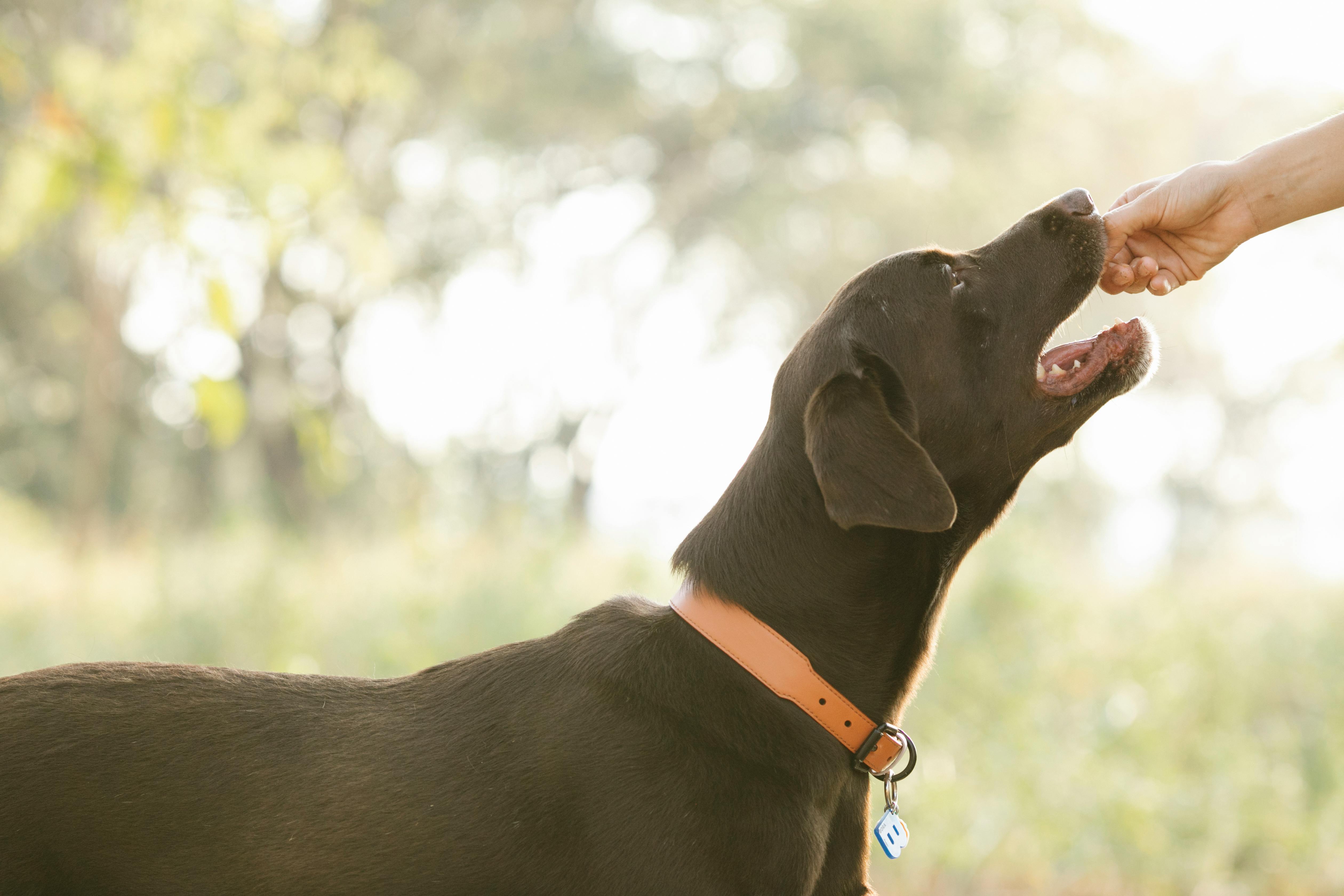 Sustainable Dog Treats: What They Are and Why They Matter