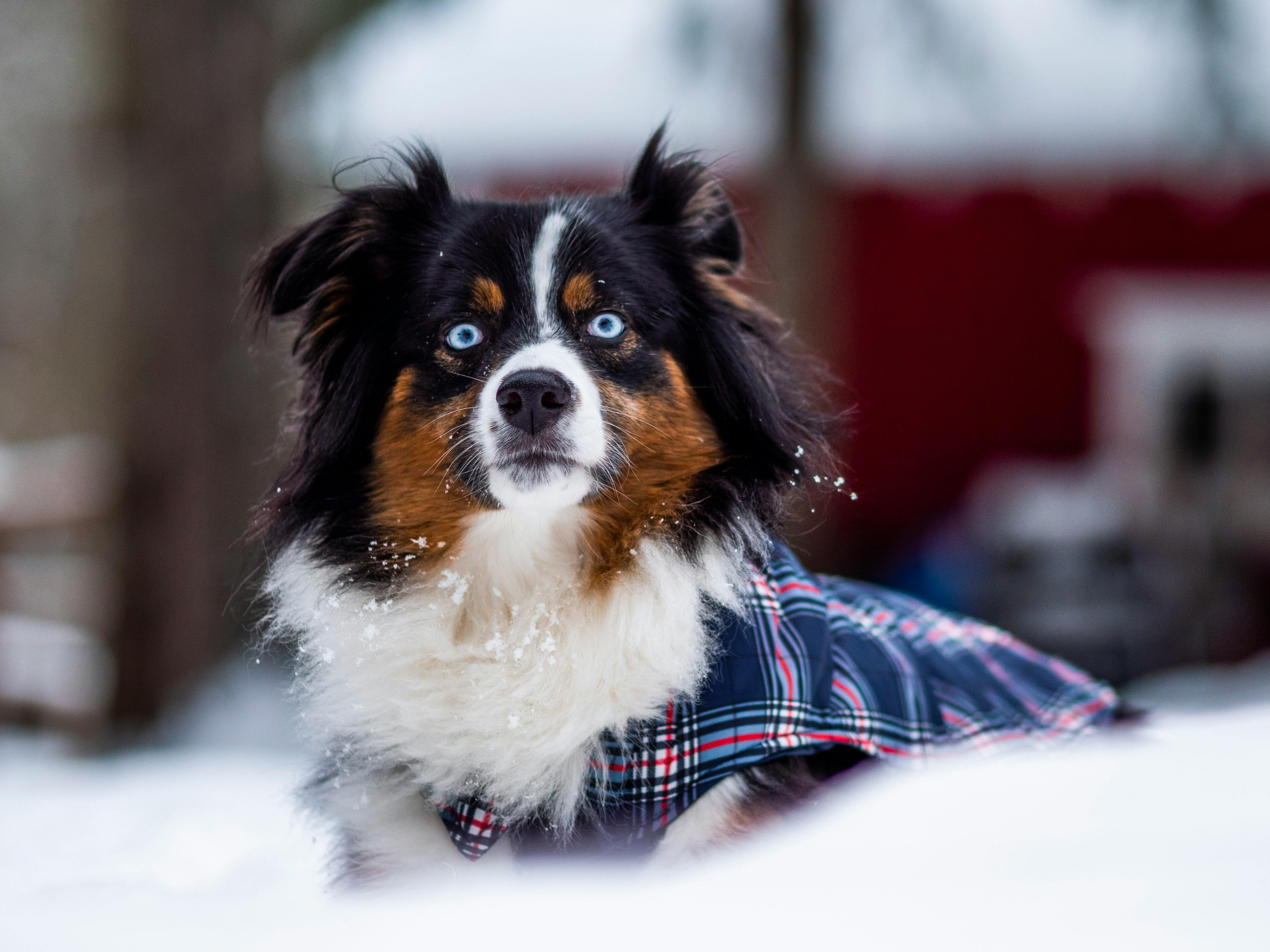 Essential Winter Gear for Dogs: A Complete Guide for Pet Owners