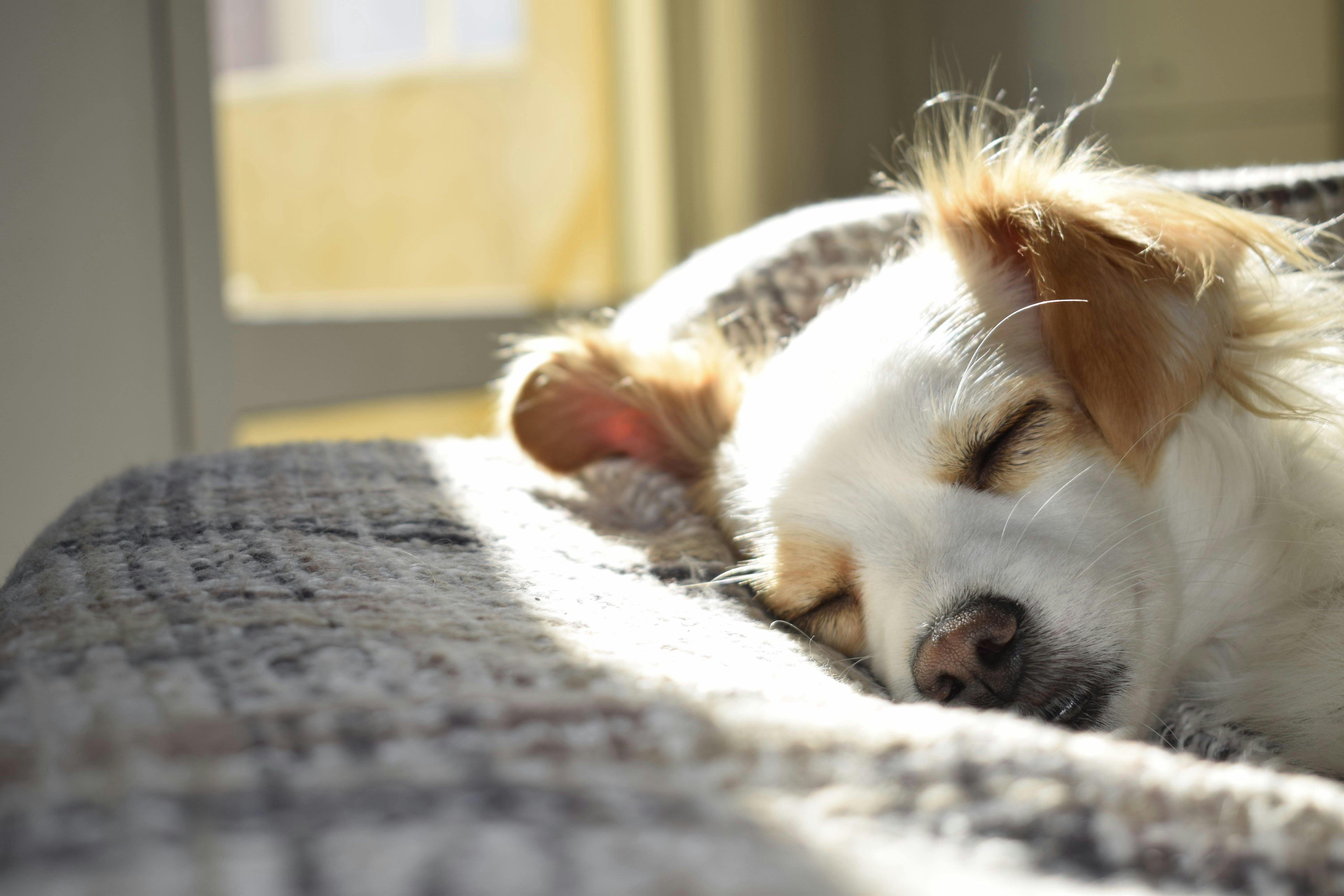 Ultimate Guide to Indoor Activities for Dogs During Winter