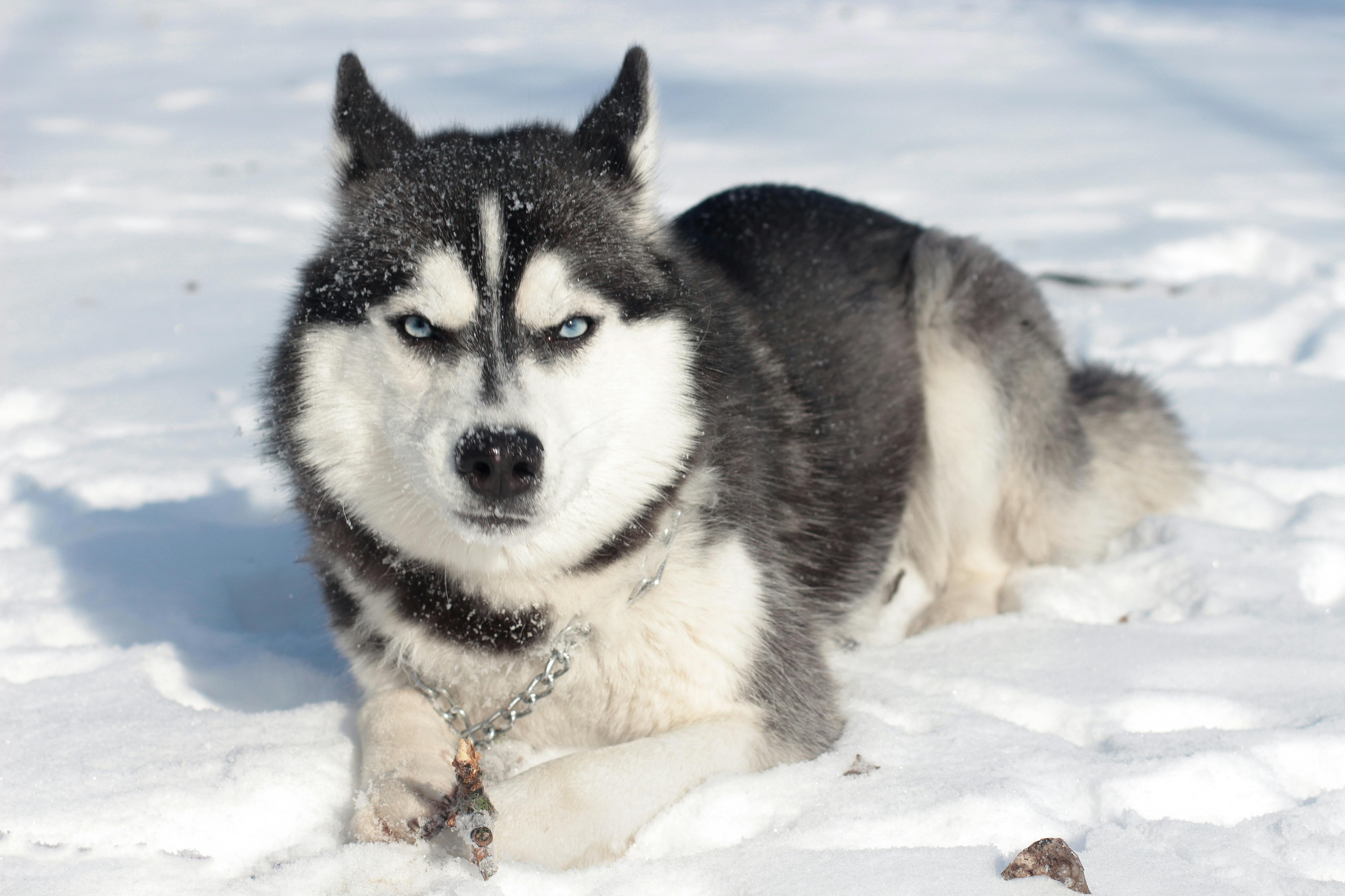 Signs Your Dog Might Be Feeling the Winter Blues (And How to Help)