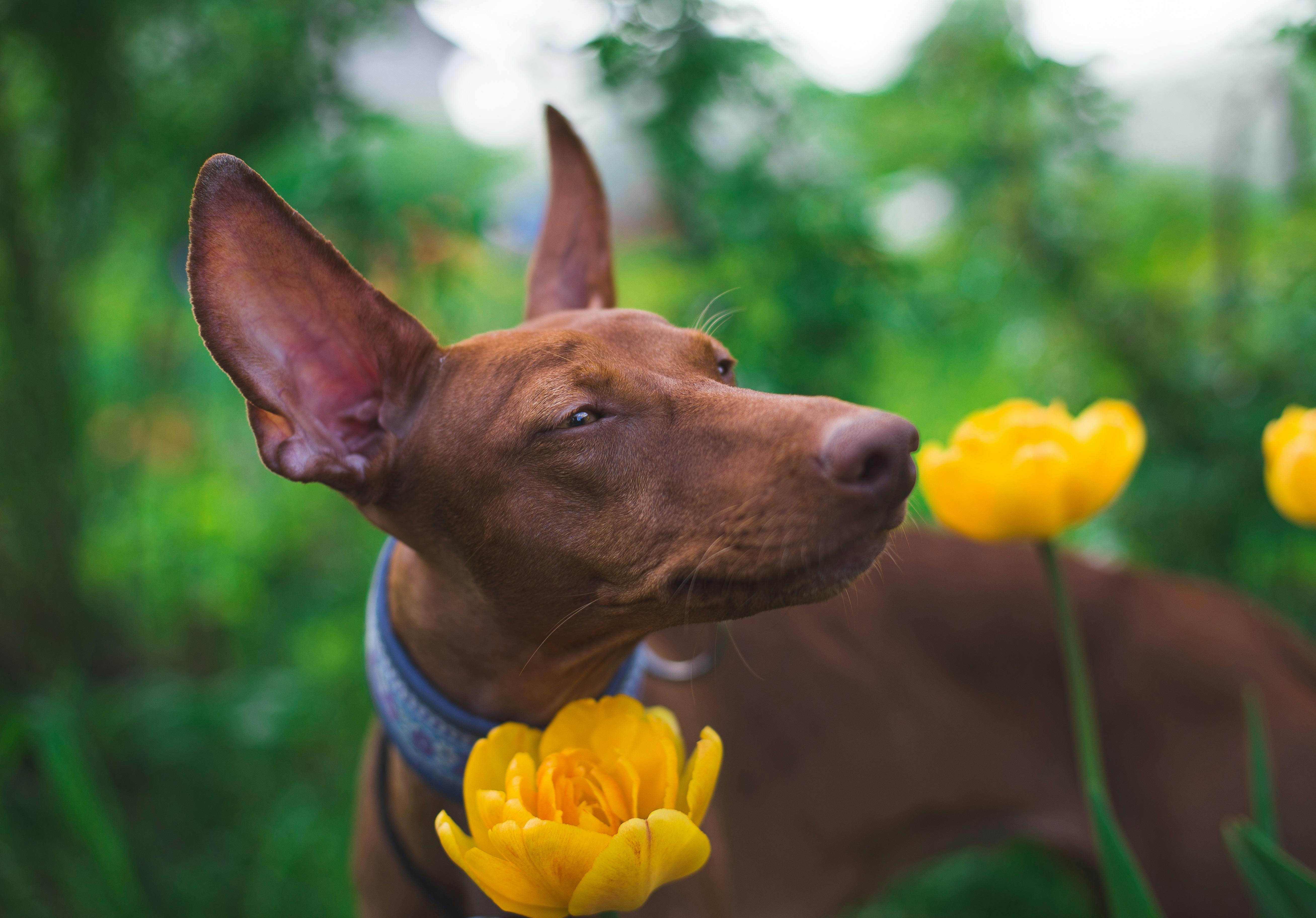 Why Eco-Friendly Matters for You and Your Pet