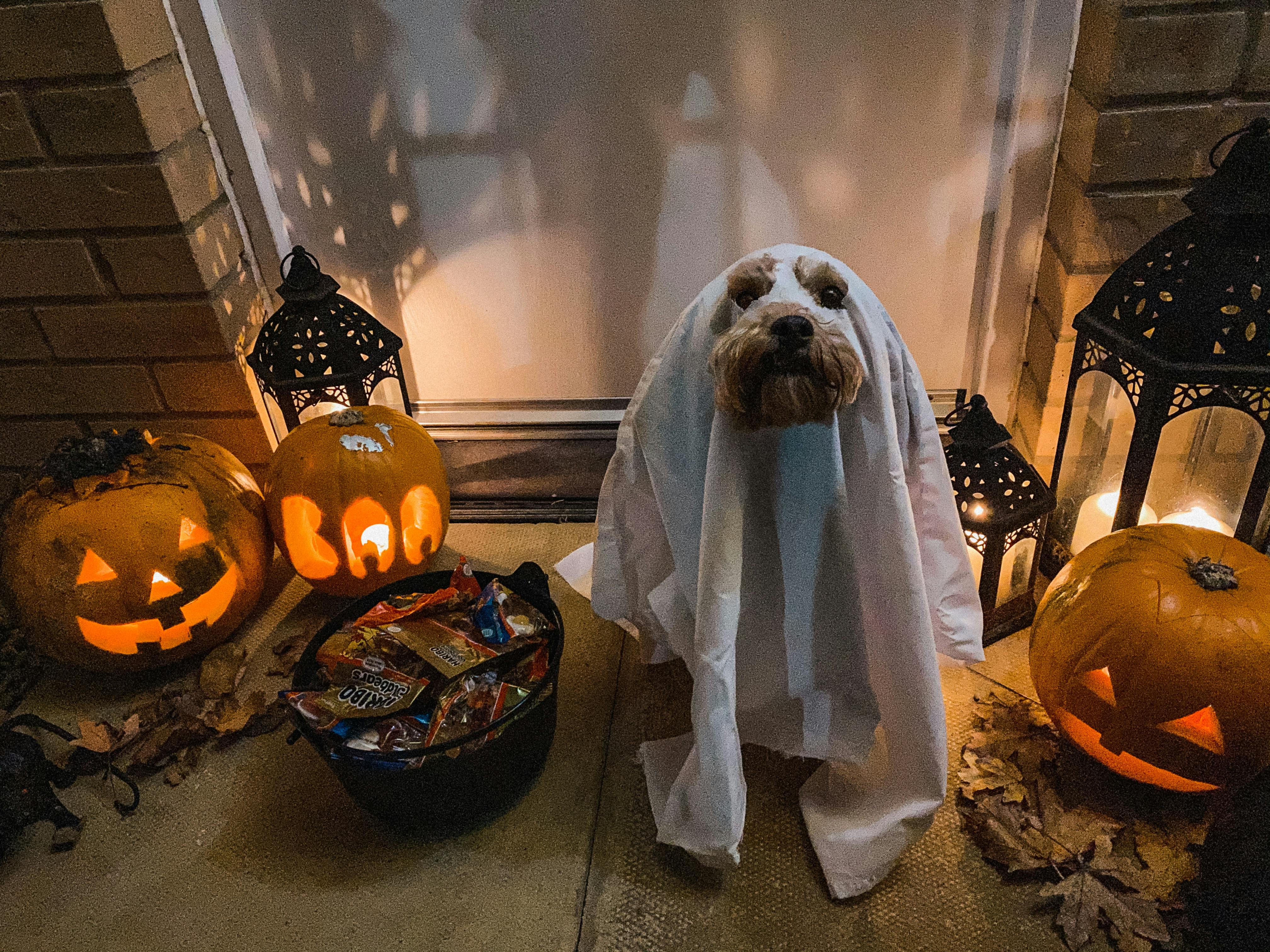 Halloween for Dogs: Fun, Safe, and Eco-Friendly Ideas