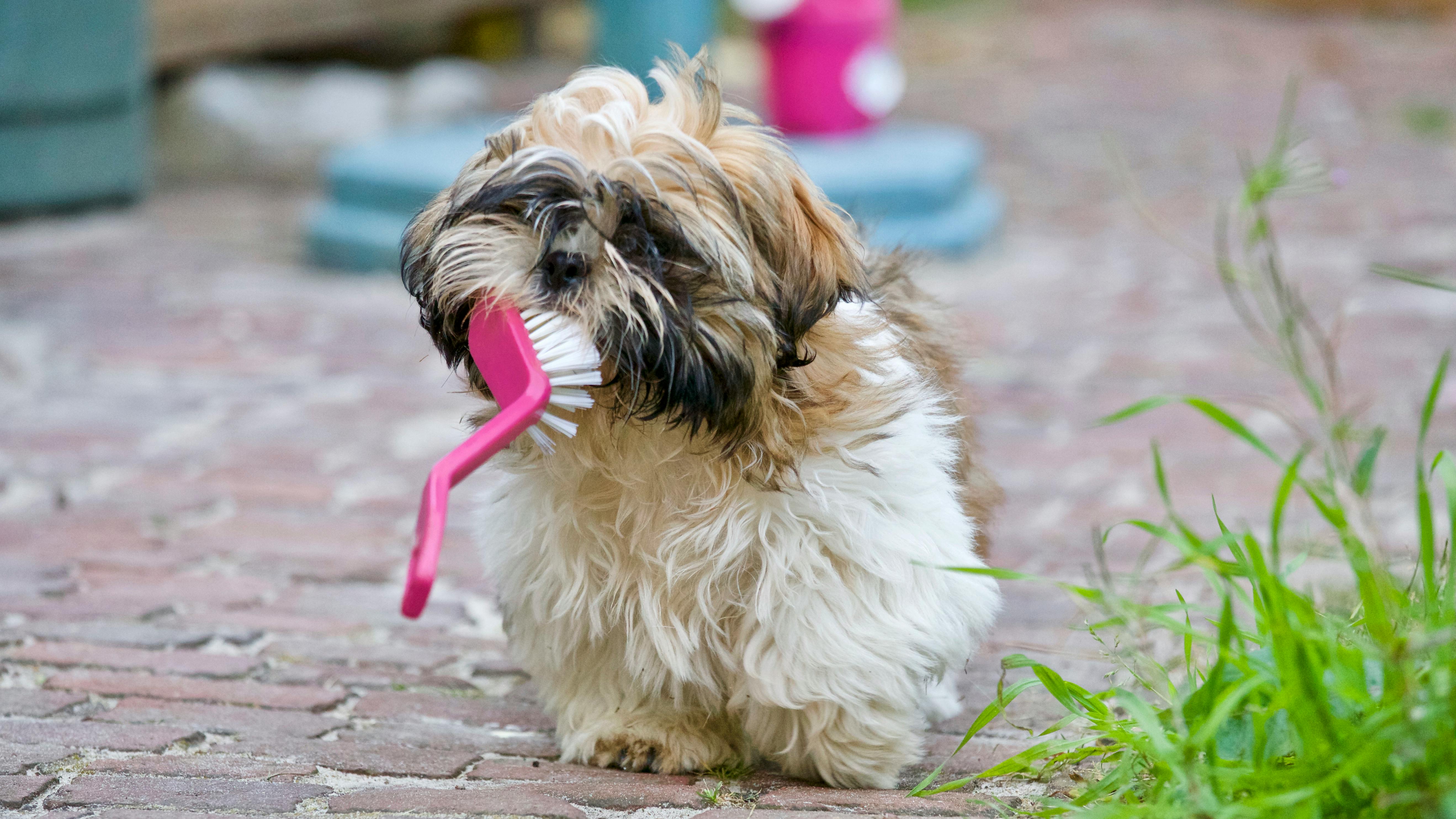 Dog Dental Chews for Bad Breath: How They Help Freshen Your Pup's Mouth