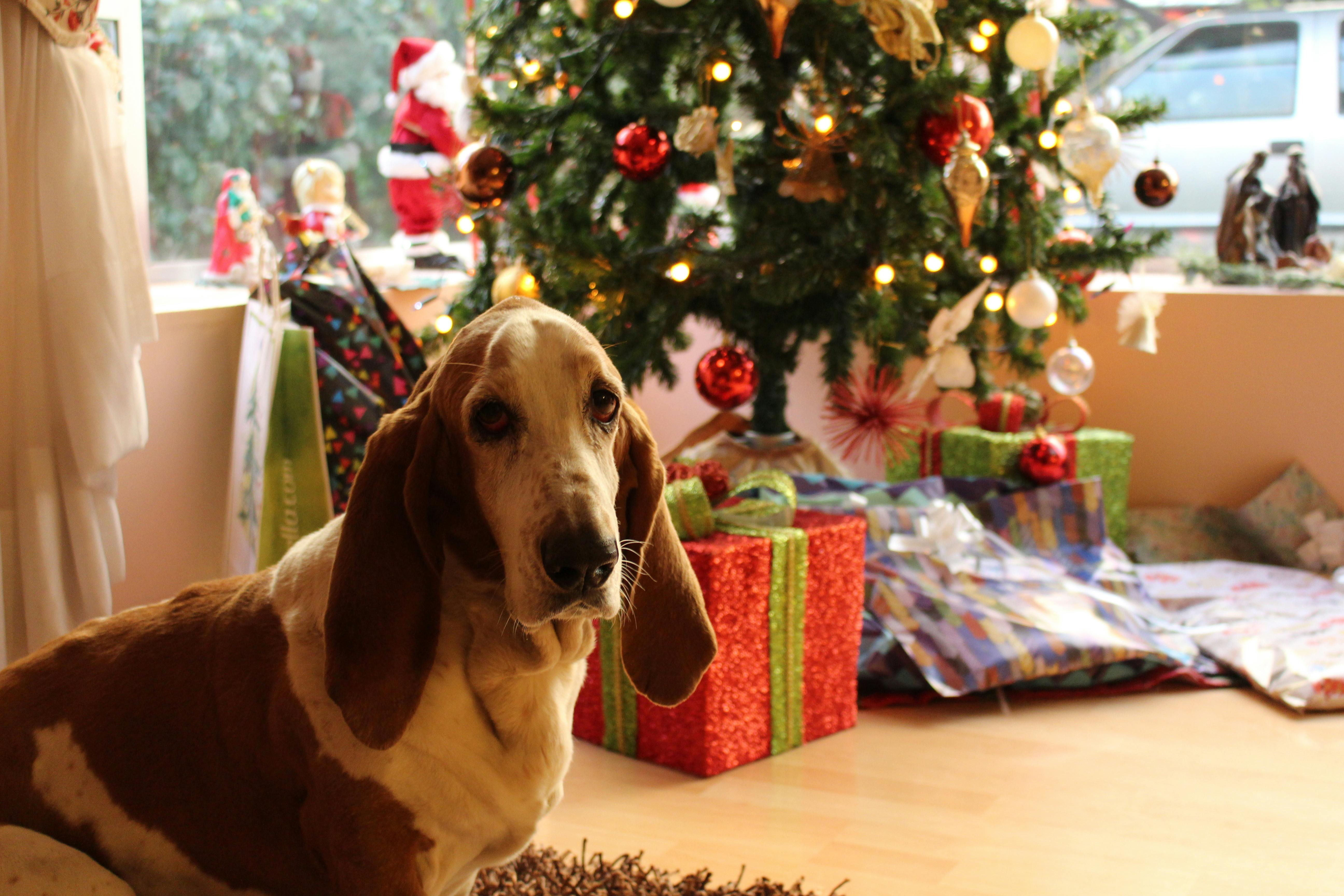 Celebrating Christmas with Your Dog: Fun Activities and a Special Thank You from Eco Barker