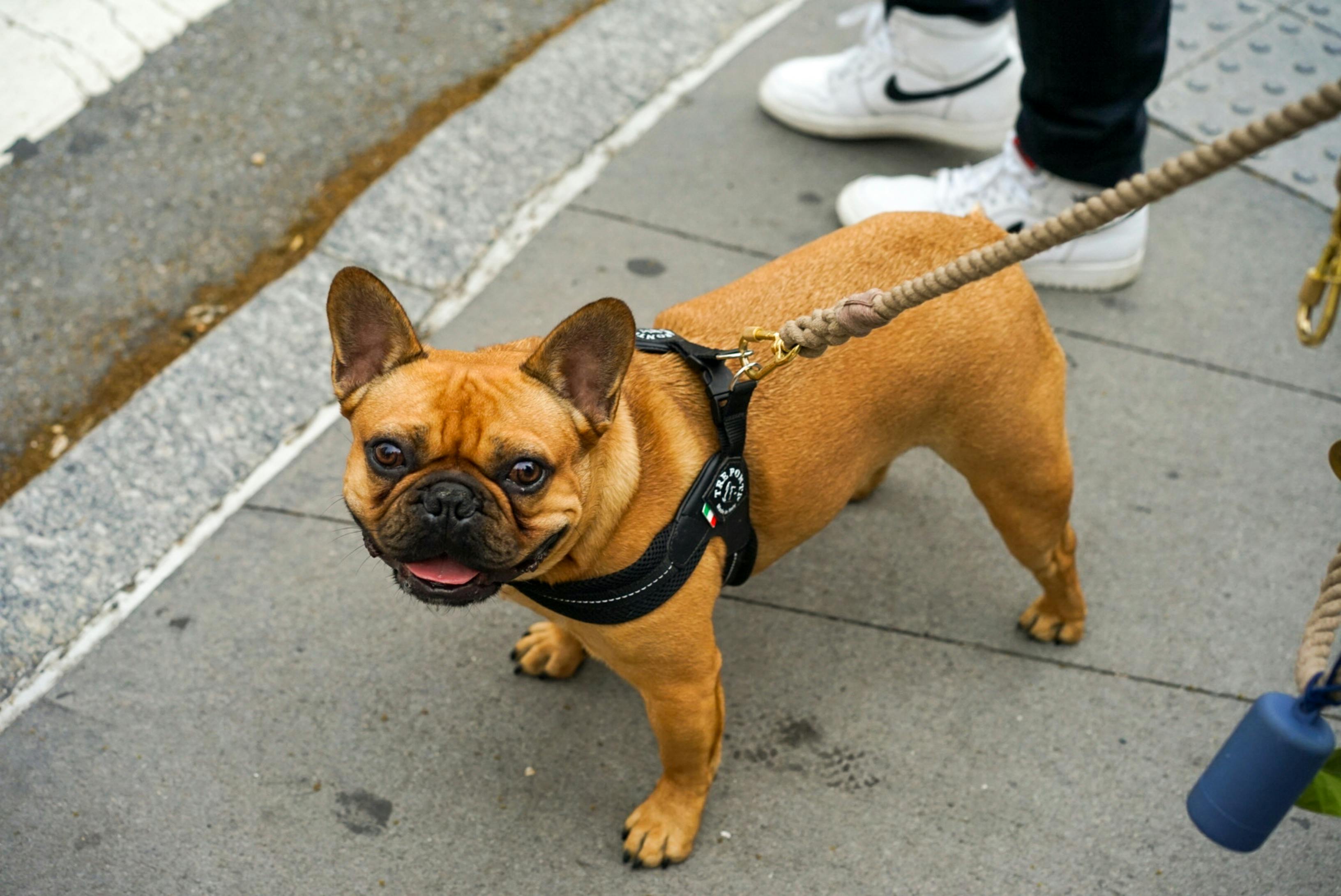 French Bulldog Adoption: How to Find Your Perfect Companion