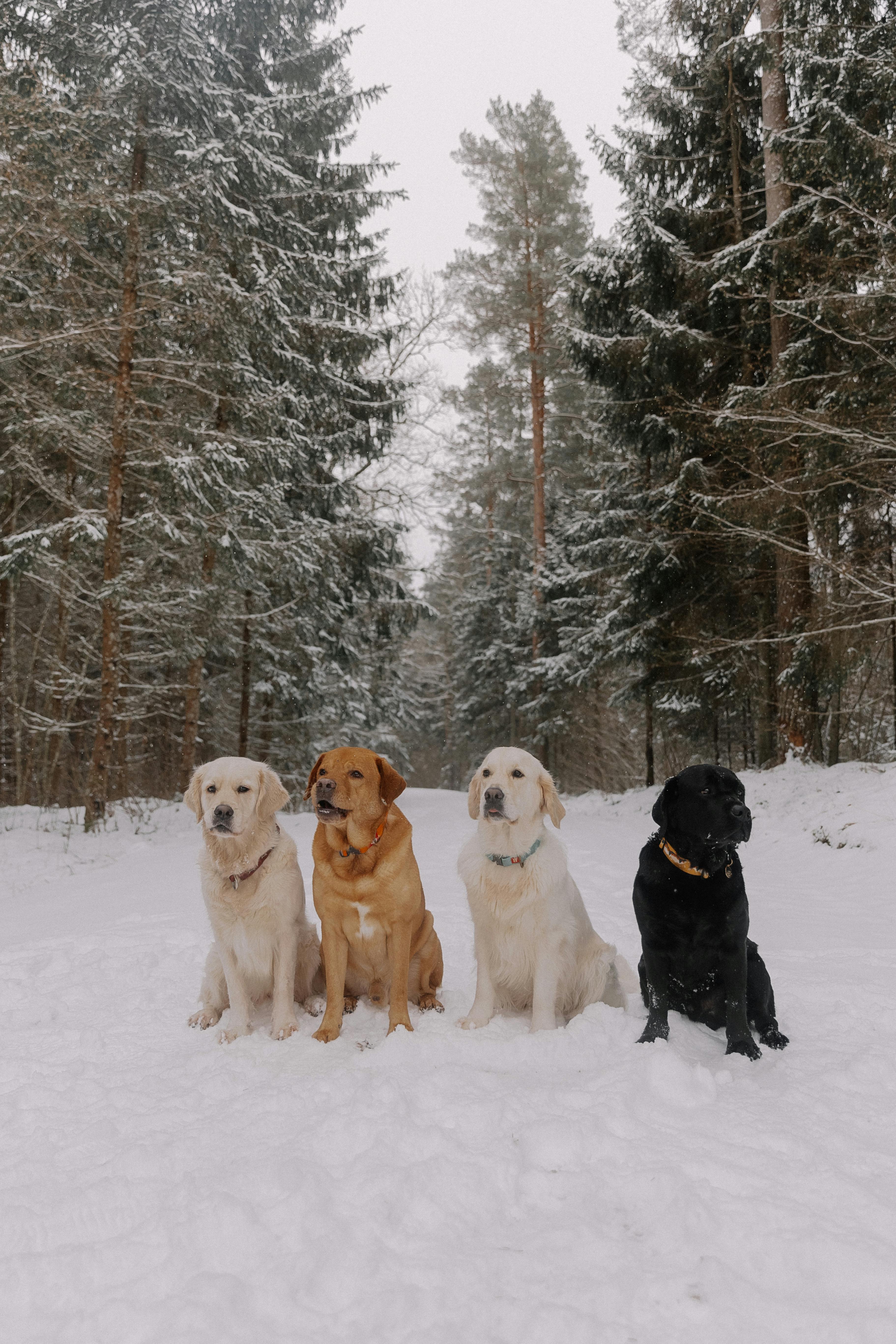 How to Take Care of Dogs in Winter: A Complete Guide for Pet Owners