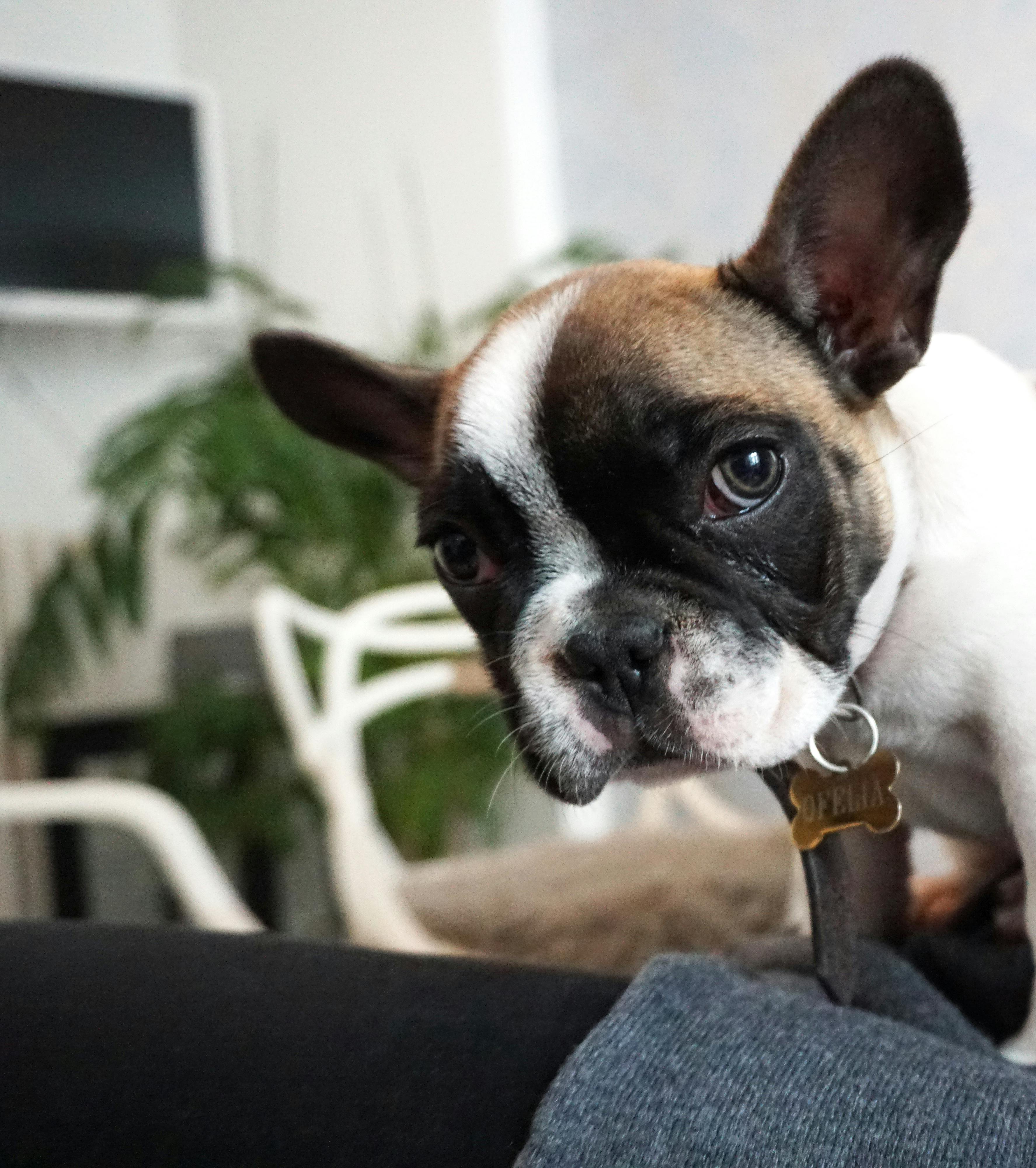 Understanding French Bulldog Temperament: What You Need to Know