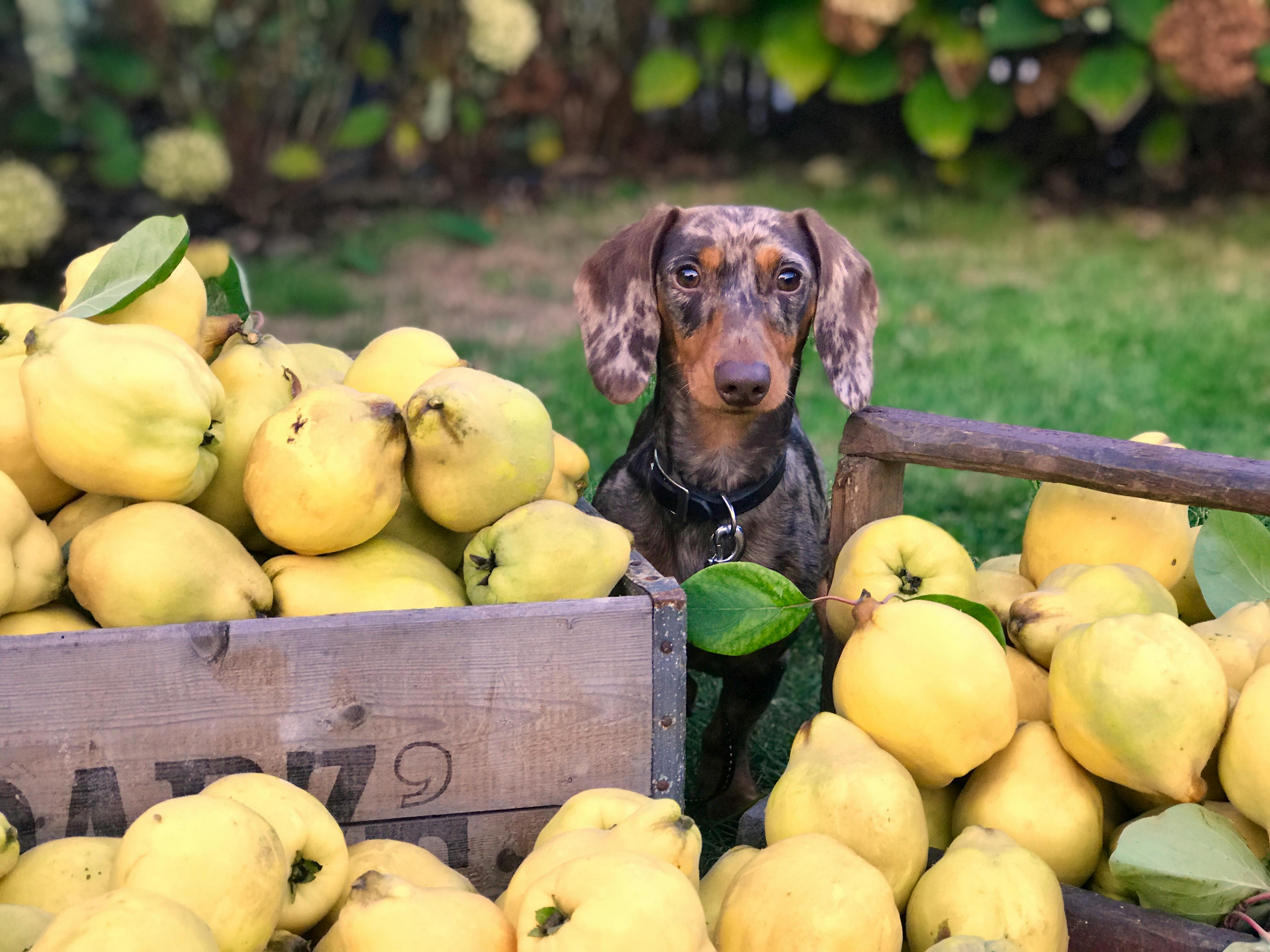 Environmentally Friendly Dog Food: Nourishing Your Pup While Protecting the Planet