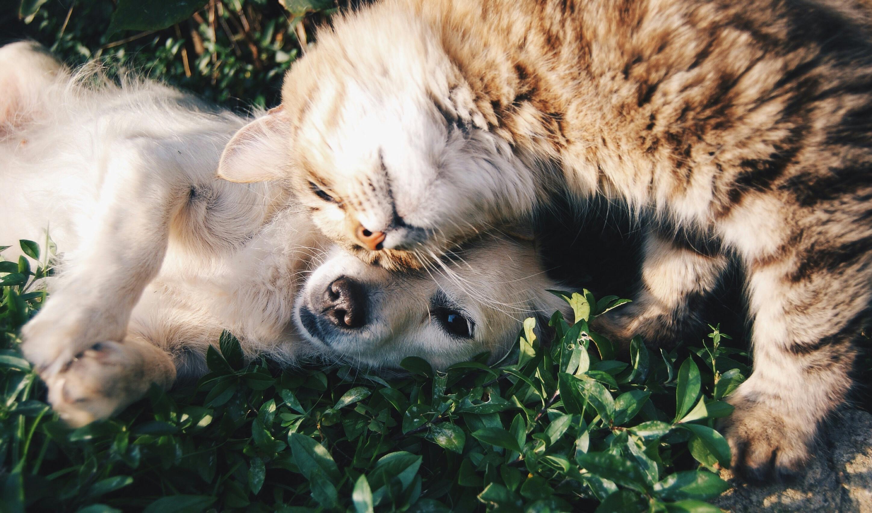 Dogs and Cats: What You Need to Know for a Happy Home