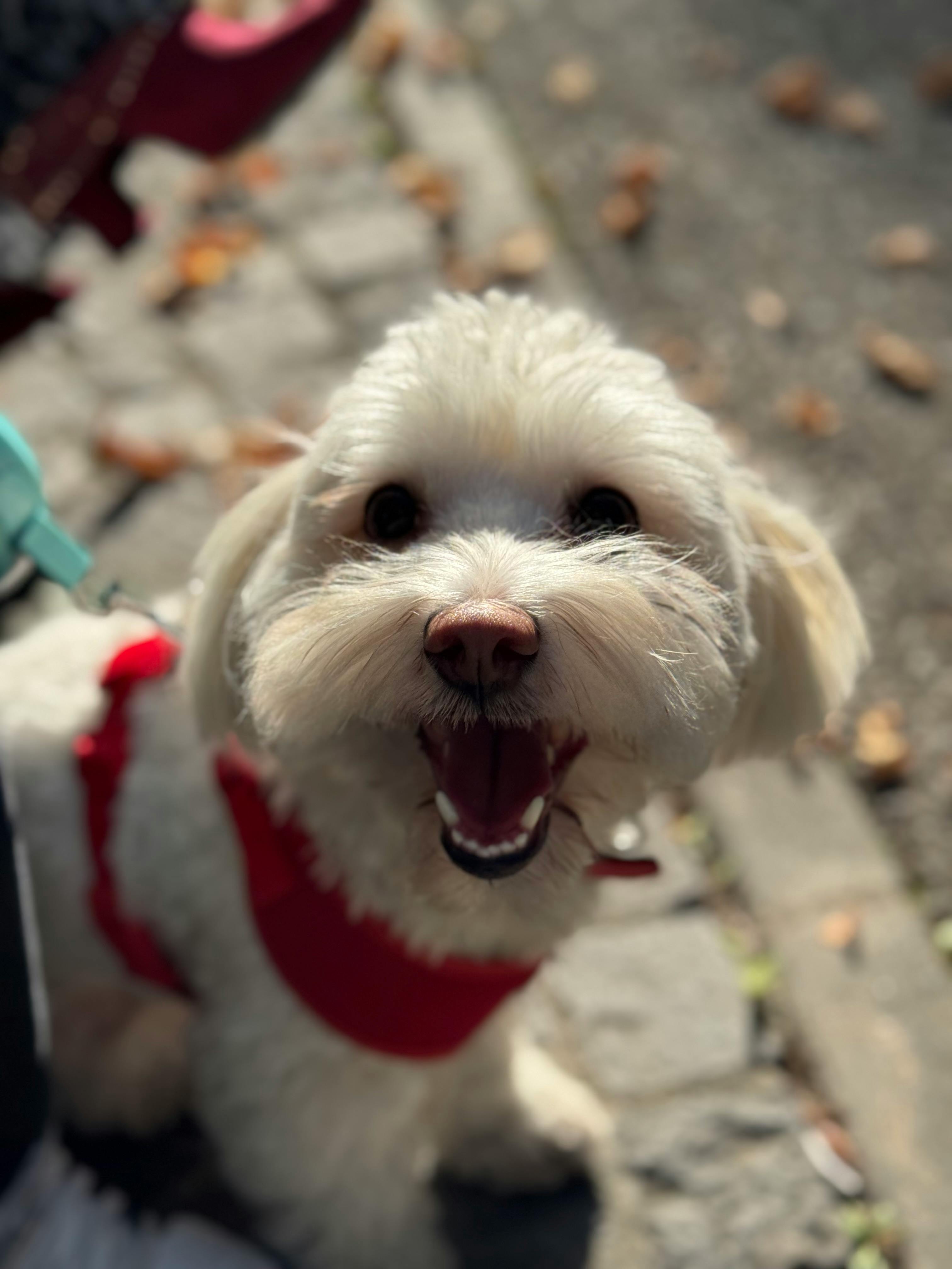 How Do Dog Dental Chews Work? A Simple Guide for Pet Owners