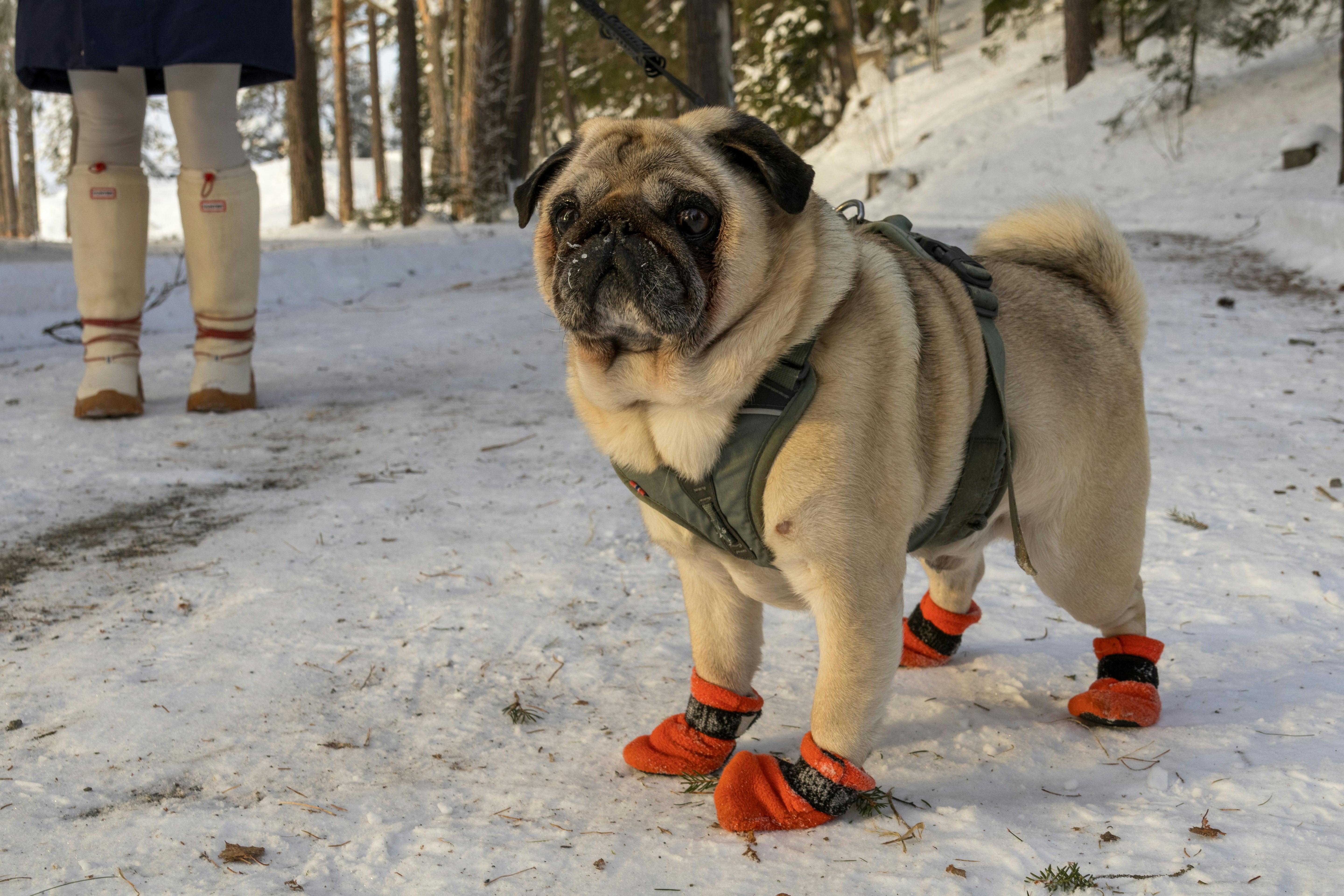 Winter-Proof Your Home: Protecting Your Furry Friends in Cold Weather